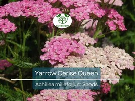 500 Seeds Yarrow Cerise Queen, Perennial 36&quot; Cut Flowers, Pollinator Fri... - €9,54 EUR