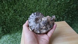 Item image 13