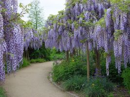 Wisteria Sinensis 6 Seeds Hardy Chinese Climber - £6.14 GBP