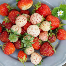 Mixed 4 Types of Blue Purple White Red Strawberry - 100 Seeds - $6.00