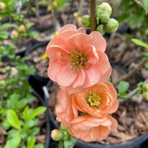 Chaenomeles X Superba Cameo Flowering Quince 1 Gallon Pot Plant Garden - £84.25 GBP