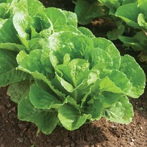 Parris Island Romaine Lettuce Seeds Gardening USA SHIPPING - $6.80