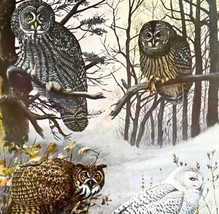 Gray Snowy Great Horned Owls 1955 Plate Print Birds Of America Nature Ar... - $34.50