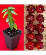 SPICY Pitanga Eugenia Uniflora Surinam Cherry Plant Dark Red Fruit Tree ... - £17.20 GBP