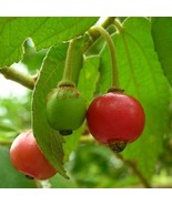 FMG Muntingia Calabura Jamaican Cherry Aka Strawberry Tree Exotic Seeds ... - $298.46 MXN