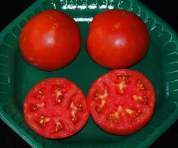 LWSTORE Celebrity Hybrid Tomato Seeds***Bulk 300 Pkt *** Heavy Producer*Compact  - £6.55 GBP