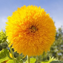 US Seller Sunflower Seeds Teddy Bear Garden Pollinator Flowers Save The Bees Veg - $17.98