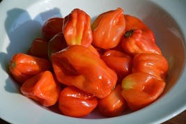 SWEET PEPPER ARROZ CON POLLO, 10 SEEDS R - £11.28 GBP