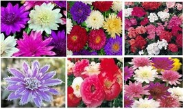 Xeranthemum Lumina Double Mixed Colors Everlasting Flowers 25 Seeds Gard... - $8.97