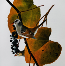 1979 White Crowned Sparrow Color Plate Print Audubon Birds Of America Ar... - $13.50
