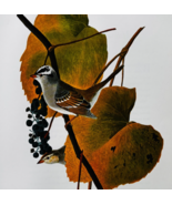 1979 White Crowned Sparrow Color Plate Print Audubon Birds Of America Ar... - $18.92 CAD