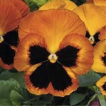 AF - 50 Seeds Pansy Flame orange/yellow - £5.58 GBP