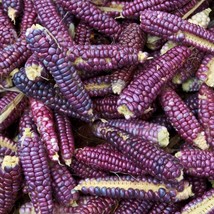 Vibrant Violet Candle Corn Seed Pack - 10 Premium Seeds, Exotic Ornamental Corn, - £5.17 GBP