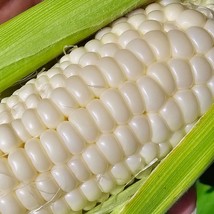 Fast Ship USA Seller Silver King Sweet Corn Vegetable Seeds - £15.62 GBP