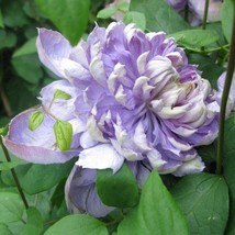 US Seller 25 Blue Lights Pink Clematis Seeds Climbing - £8.20 GBP