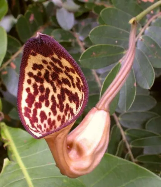 Aristolochia Maxima 5 Seeds Garden - $31.90