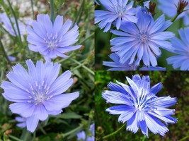 300+ Seeds Chicory Cichorium Intybus Blue Dandelion NON-GMO - £9.40 GBP