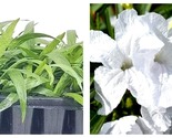 3 Live Plants Dwarf Mexican Petunia White Katie&#39;s Dwarf Ruellia Brittoniana - £51.07 GBP
