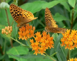 Grow In US 50_Seeds Asclepias tuberosa Butterfly MilkWeed Pleurisy Root - £19.10 GBP