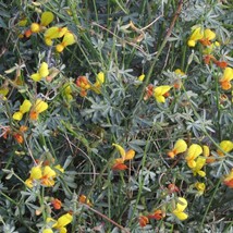 10 Lotus Rigidus Shrubby Deervetch Seeds For Planting   - £15.44 GBP