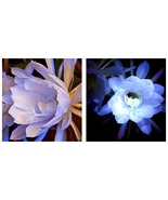 50 Seeds Blue Epiphyllum Garden - £24.30 GBP