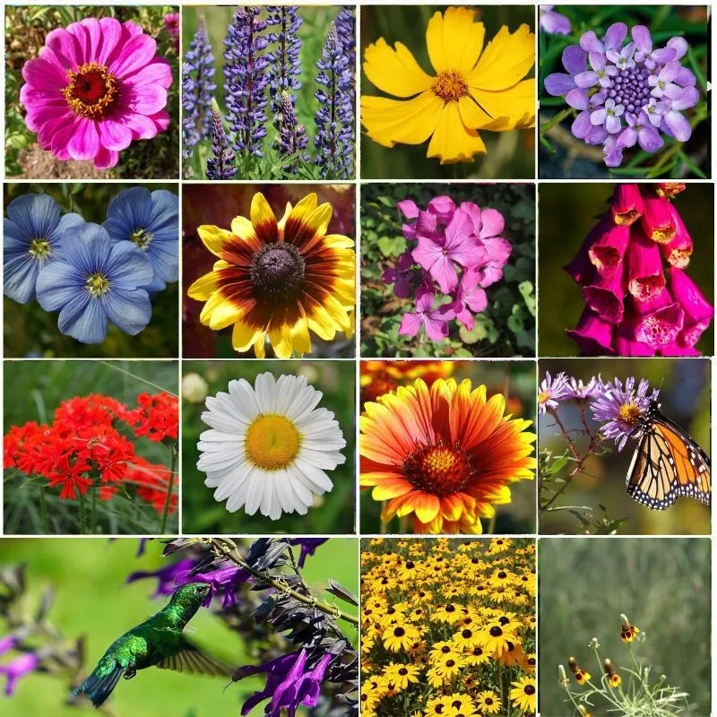 BPASTORE 1200 All Perennial Wild Flower Mix. Pollinator Fo Heirloom Seeds Online - £7.28 GBP