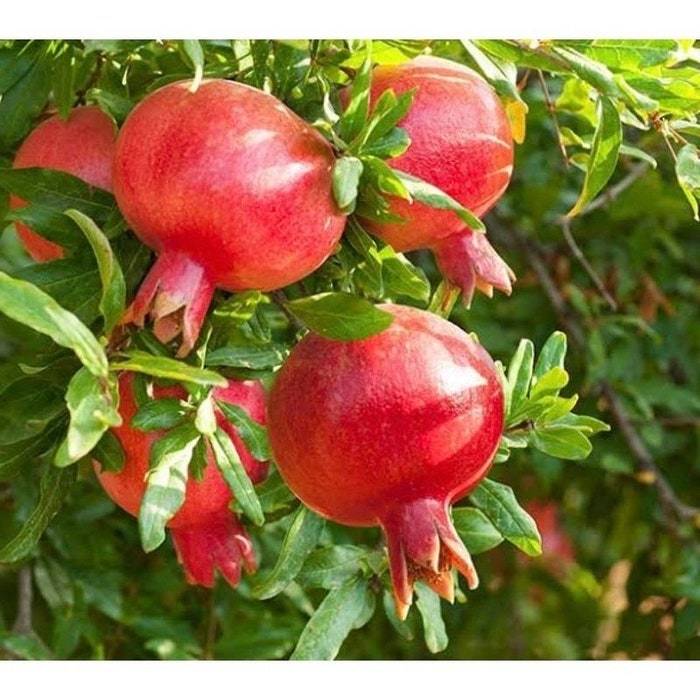 Wonderful Pomegranate In 3 Gallon Pot Delima No Ship To Ca Az And Hi Fre... - $126.24