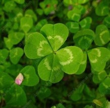 100 Seeds Clover Lucky Grass Fragrant Lawn Groundcover Planting Fresh Ga... - £6.95 GBP