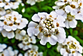 BPA 2 50 Empress White Candytuft Rocket Flower Seeds Iberis Amara Medicinal Plan - £7.06 GBP