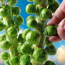 50pcs bonsai Brussels sprouts cabbage seeds four seasons sowing - $8.02