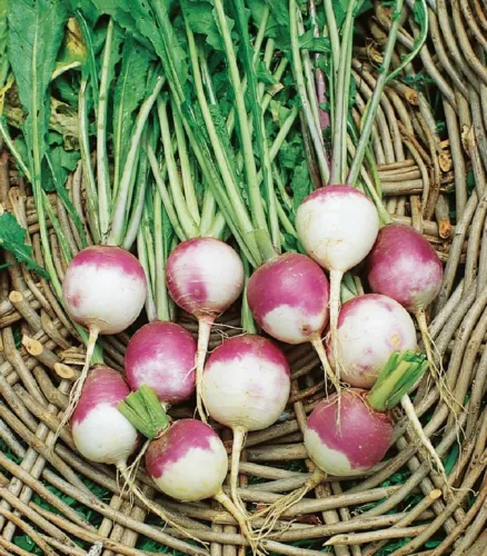 100 seeds RUTABAGA AMERICAN PURPLE TOP Heirloom Seeds Instant Growth Gar... - $10.25