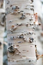 White Birch Tree Seeds - Betula papyrifera &amp; pendula &#39;Gracilis&#39; - Stunni... - €3,14 EUR+
