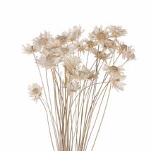 OMICE 30pcs Beautiful DIY Crafts Natural Plants Home Decor Small Star Floral Bou - £11.68 GBP