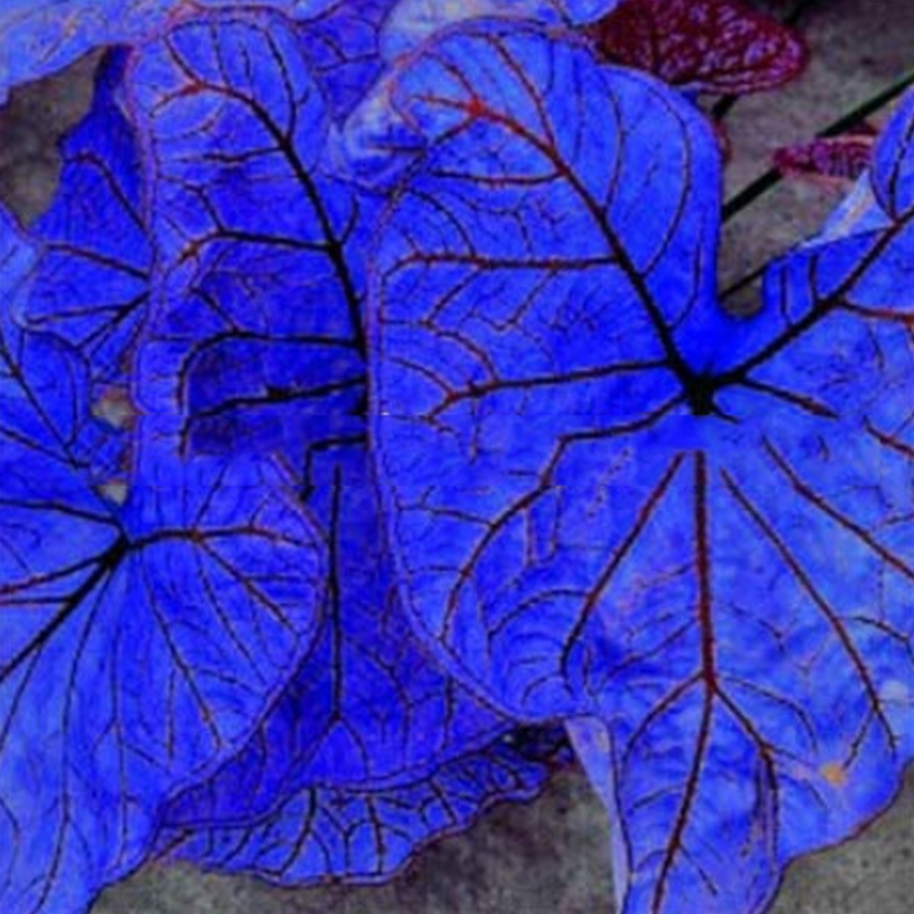 Blue Caladium Dwarf Elephant Ear Plant Seeds 200 Seeds Pack Fresh