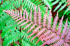 US Seller Autumn Fern 1000 Spores Seeds Dryopteris Erythrosora Hardy Fern New Fr - $9.58