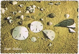 Postcard Atlantic Sand Dollars Sea Biscuits - $3.95