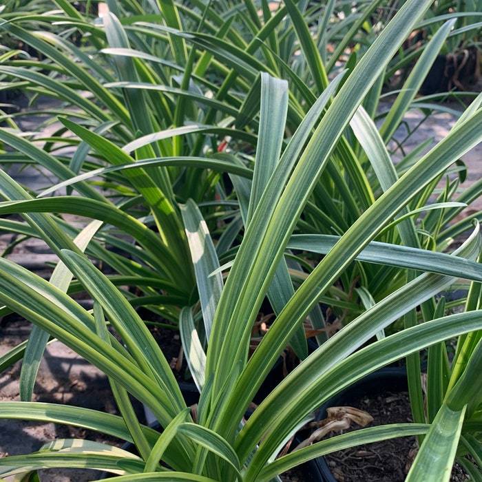 Agapanthus Little White Bird 1 Live Plant 1 Gallon Pot USA Gardening Fas... - $81.76