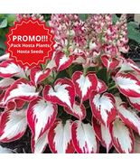 Perennial Hosta. Timeless Beauty Every Season.Hosta Seeds - £9.95 GBP