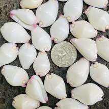 da Hawaiian Store 25 Genuine Calpurnus (Egg Shell Warty / Little Egg Cow... - $15.99