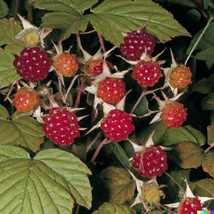 50 Thimbleberry Seeds Rubus Parviflorus Flowering Raspberry Sweet Berry ... - $9.95