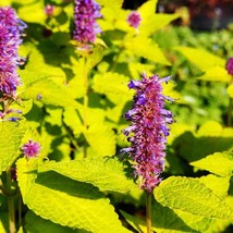 Anise Hyssop Golden Jubilee Herb Garden Plant Seeds 200 Seeds Fresh USA Fast Shi - $18.99