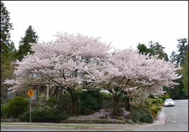 AKEBONO Flowering Cherry Tree image 2