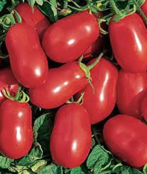50 Fresh Seeds Roma Italian Tomat - $9.69