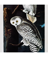 1979 Snowy Owl Color Plate Print Audubon Birds Of America Vintage Art F15K - $49.03 CAD