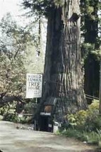 World Famous Tree Kodachrome 35mm Color Slide Redwood Highway, California. - £9.33 GBP