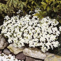 Rock Cress Seeds Alpine White Groundcover Seeds Arabis Alpina 100Ct - £6.00 GBP