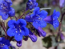 California Bluebell Campanula Seeds 1000 Flower Annual From USA! - £6.69 GBP