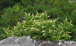 30+ seeds  Mountain Pepper Bush {Clethra acuminata}  - £10.21 GBP