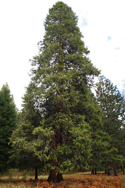 Calocedrus Decurrens California Incense Cedar 5 seeds Fresh Gardening - $17.96
