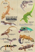 Geckos of the World Vinyl Decal Set of 10 Decals - Indoor/Outdoor - £13.90 GBP